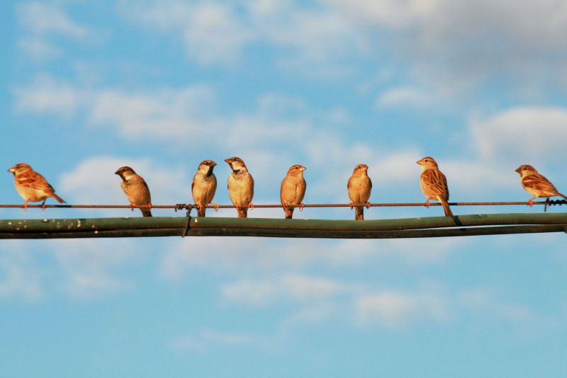 סיון (ירושלים)